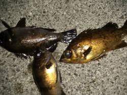 大蔵海岸でのメバリング釣果