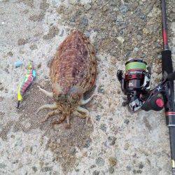 エギングでコウイカ、1投目と5投目に幸先良く釣れました！