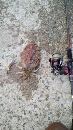 エギングでコウイカ、1投目と5投目に幸先良…