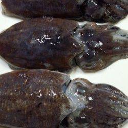 エギングでコウイカ、1投目と5投目に幸先良く釣れました！