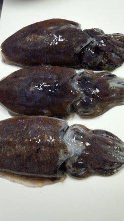 エギングでコウイカ、1投目と5投目に幸先良く釣れました！