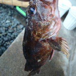 柴山港アジングタックルで、ガシラGET!