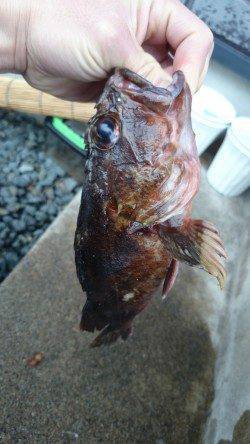 柴山港アジングタックルで、ガシラGET!