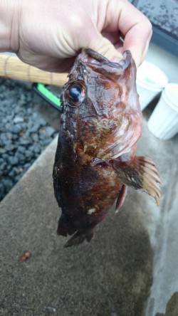 柴山港アジングタックルで、ガシラGET！