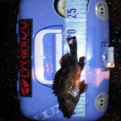 最後に尺メバル！足元のテトラに突っ込まれ・・・