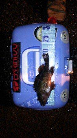 最後に尺メバル！足元のテトラに突っ込まれ・・・