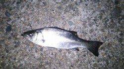 久美浜でのアジング、魚の活性がいまいちでした