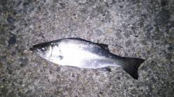 久美浜でのアジング、魚の活性がいまいちでし…