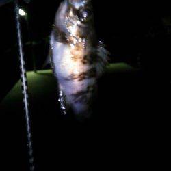 最後に尺メバル！足元のテトラに突っ込まれ・・・