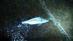 本荘人工島でメバル、ライトワインドでキャッチ