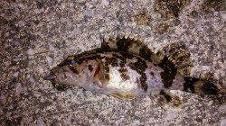 佐野漁港へメバリング釣行、リフト&フォールで食ってきました