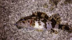 佐野漁港へメバリング釣行、リフト&…