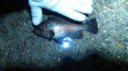 本荘人工島でメバル、ライトワインドでキャッチ