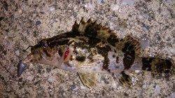 佐野漁港へメバリング釣行、リフト&フォールで食ってきました