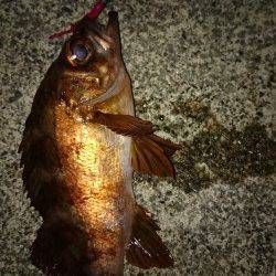 アジ狙いでしたがメバルとガシラで楽しい時間に！