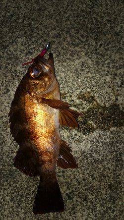 アジ狙いでしたがメバルとガシラで楽しい時間に！