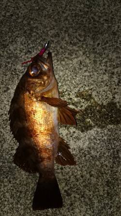 アジ狙いでしたがメバルとガシラで楽しい時間…