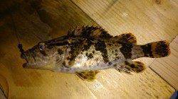 佐野漁港 メバリングでフォール中にタケノコメバル☆