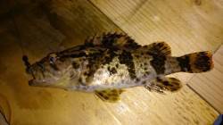 佐野漁港　メバリングでフォール中にタケノコ…