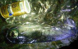 串本港でエギング、水温低下の中アオリイカ800g