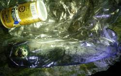 串本港でエギング、水温低下の中アオリイカ8…