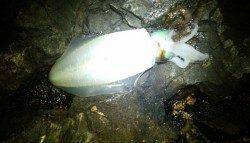 串本港　15時からのエギング釣行でアオリ＆ケンサキ！