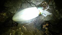 串本港　15時からのエギング釣行でアオリ＆…