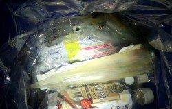 串本港　15時からのエギング釣行でアオリ＆ケンサキ！