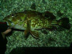 雑賀崎のライトゲームでアジ・ガシラ