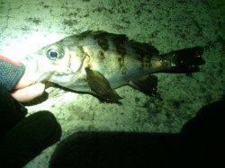 メバル狙いで3か所ほどランガン〜メバル・ソイ・ガシラの釣果