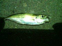 雑賀崎のライトゲームでアジ・ガシラ