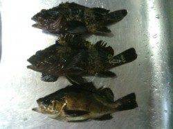 メバル狙いで3か所ほどランガン〜メバル・ソイ・ガシラの釣果