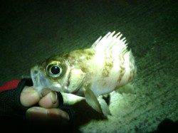 漁船周りを中心に攻めてメバルとガシラ in 淡輪漁港