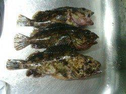 漁船周りを中心に攻めてメバルとガシラ in 淡輪漁港