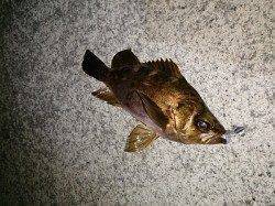 土生　下げ潮の釣行で良型のメバル＆ガシラ