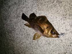 土生　下げ潮の釣行で良型のメバル＆ガシラ