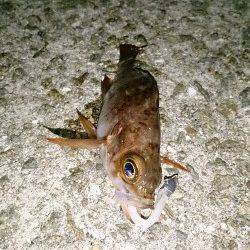 福良漁港でのメバリング、20㎝前後の良型も