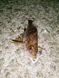 福良漁港でのメバリング、20㎝前後の良型も