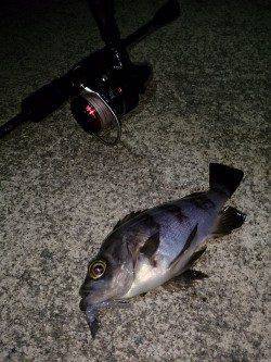 福良漁港でのメバリング、20㎝前後の良型も