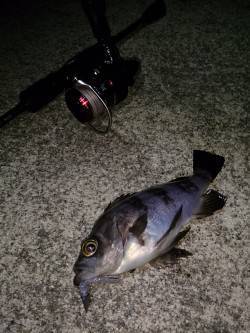 福良漁港でのメバリング、20㎝前後の良型も…