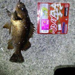 舞子で良型メバル、すべてボトムでヒット