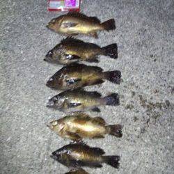 舞子で良型メバル、すべてボトムでヒット