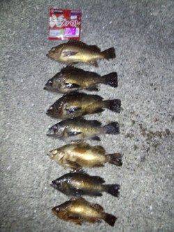 舞子で良型メバル、すべてボトムでヒット