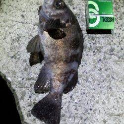 ボトムでドスン!! 嬉しい一撃メバル29.5cm