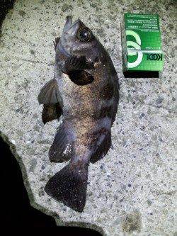 ボトムでドスン!! 嬉しい一撃メバル29.5cm