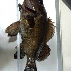 ボトムでドスン!! 嬉しい一撃メバル29.5cm