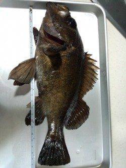 ボトムでドスン!! 嬉しい一撃メバル29.5cm