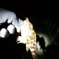 ボトムワインドでメバル狙い、アタリは子ガシラばかり