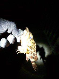 ボトムワインドでメバル狙い、アタリは子ガシラばかり