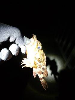 ボトムワインドでメバル狙い、アタリは子ガシ…